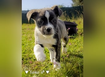 Inka und ihre Welpen suchen ein Zuhause