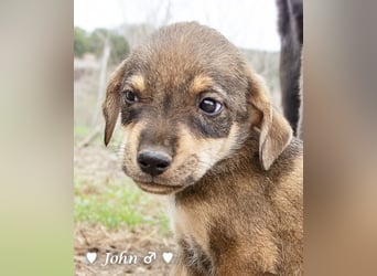 Jack, John und Jim suchen ab Januar ein Zuhause