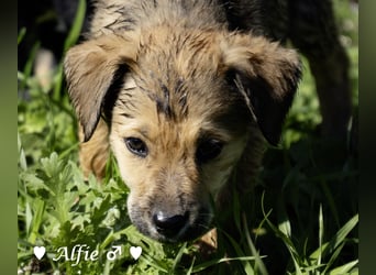 Alfie und seine Geschwister suchen ein Zuhause