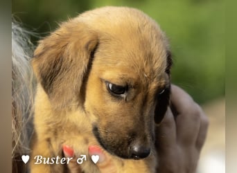 Buster sucht ein Zuhause
