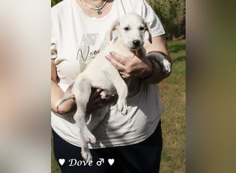 Nur Dove  sucht  noch ihre Familie ab Oktober