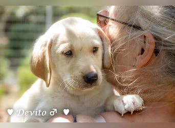 Devito, Casper, Lily und Dove  suchen ihre Familie ab Oktober