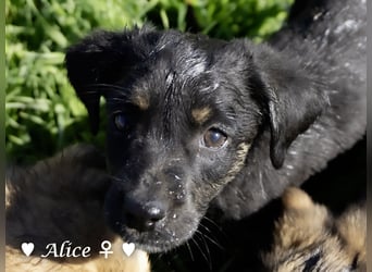 Alfie und seine Geschwister suchen ein Zuhause