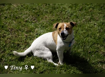 Winzling Tiny sucht ihr Zuhause