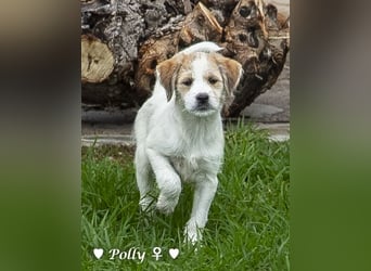 Polly und Molly suchen ein Zuhause