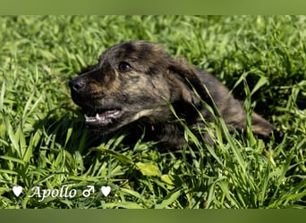 Alfie und seine Geschwister suchen ein Zuhause