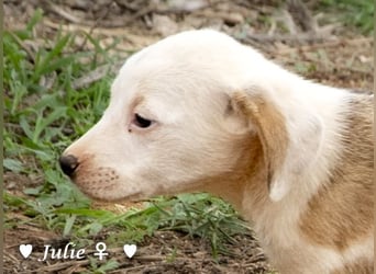 Juna, Julie, Joanna und Jill  suchen ab Dezember  ein Zuhause