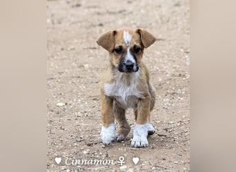 Copper m., Cinnamon w. und Carmella w. suchen  ein Zuhause