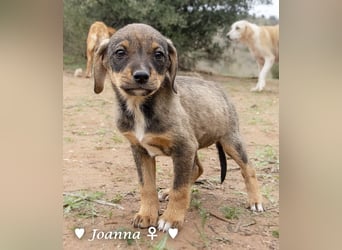 Update: Juna, Julie, Joanna und Jill  suchen ab Dezember  ein Zuhause