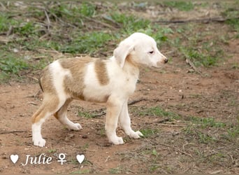 Juna, Julie, Joanna und Jill  suchen ab Dezember  ein Zuhause