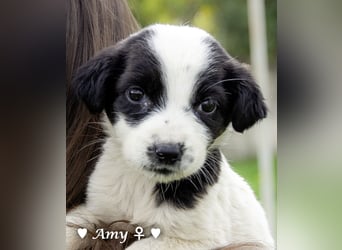 Sechs süße Welpen  suchen ein Zuhause