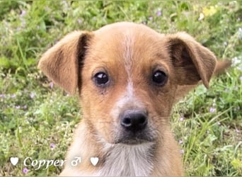 Copper m., Cinnamon w. und Carmella w. suchen  ein Zuhause