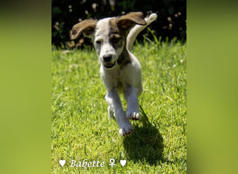 Bacardi, Biala, Babette und Bizou suchen ab August ihr Zuhause