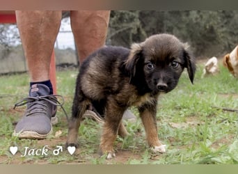Jack, John und Jim suchen ab Januar ein Zuhause