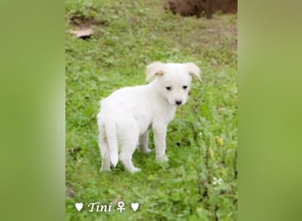 Tinkerbell und ihre Welpen   suchen ab Januar ein Zuhause