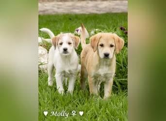 Polly (reserviert)  und Molly suchen ein Zuhause