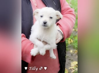 Tilly sucht noch  ab Januar ein Zuhause