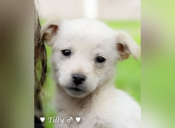 Tilly sucht noch  ab Januar ein Zuhause