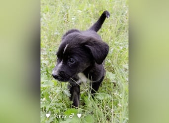 Sechs süße Welpen  suchen ein Zuhause