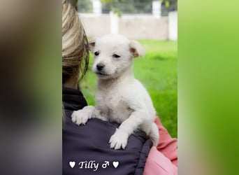 Die Winzlinge Tilly, Tilda und Tanja suchen ab Januar ein Zuhause