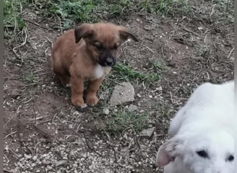 Drei süße Welpen  suchen ein Zuhause