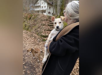 Kleiner Willie in der Südpfalz zu besuchen