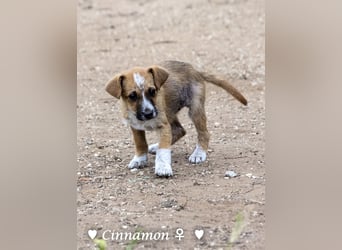 Copper m., Cinnamon w. und Carmella w. suchen  ein Zuhause