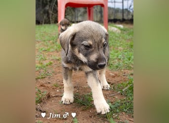 Jack, John und Jim suchen ab Januar ein Zuhause