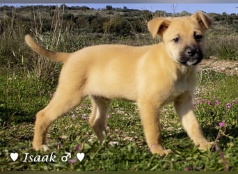 Inka und ihre Welpen suchen ein Zuhause