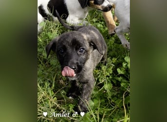 Sechs süße Welpen  suchen ein Zuhause