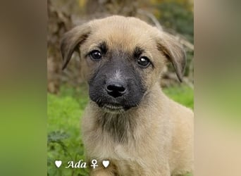 Sechs süße Welpen  suchen ein Zuhause