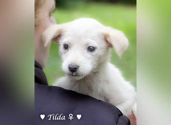 Tinkerbell und ihre Welpen   suchen ab Januar ein Zuhause