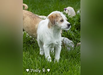 Polly und Molly suchen ein Zuhause