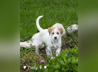 Polly und Molly suchen ein Zuhause