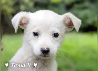 Die Winzlinge Tilly, Tilda und Tanja suchen ab Januar ein Zuhause