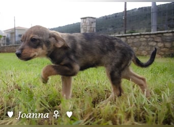 Update: Juna, Julie, Joanna und Jill  suchen ab Dezember  ein Zuhause