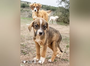 Juna, Julie, Joanna und Jill  suchen ab Dezember  ein Zuhause