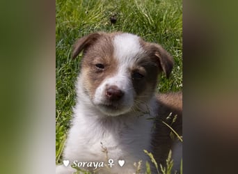 Soraya sucht  ein Zuhause