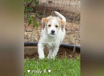 Polly und Molly suchen ein Zuhause
