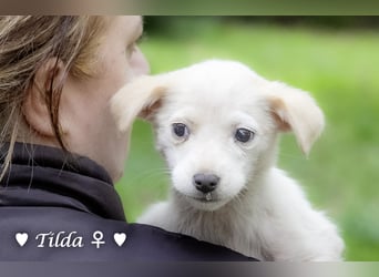 Die Winzlinge Tilly, Tilda und Tanja suchen ab Januar ein Zuhause