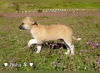 Inka und ihre Welpen suchen ein Zuhause