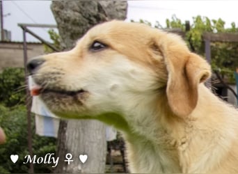 Polly und Molly suchen ein Zuhause