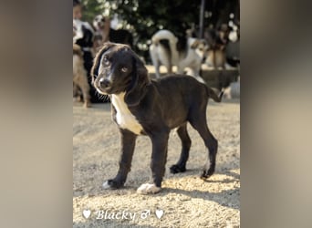 Bilko,  Buster und  Blacky  suchen ein Zuhause