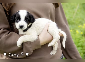 Sechs süße Welpen  suchen ein Zuhause