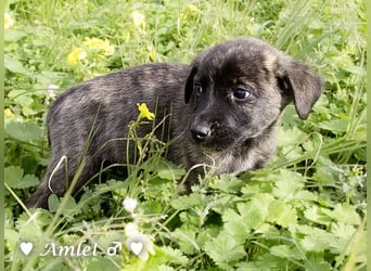 Sechs süße Welpen  suchen ein Zuhause