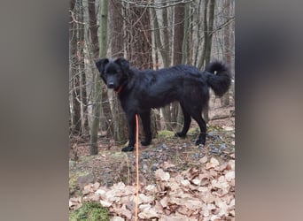 Familienhund Raven, nun Rudi, in der Südpfalz zu besuchen