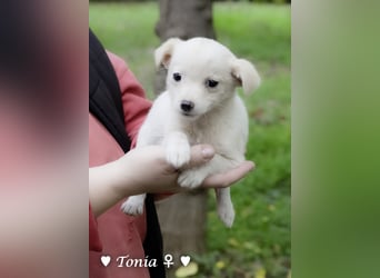 Tinkerbell und ihre Welpen   suchen ab Januar ein Zuhause