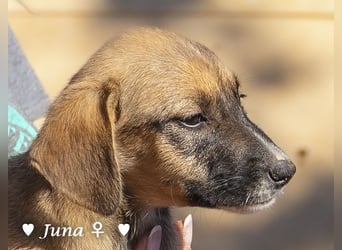 Update: Juna, Julie, Joanna und Jill  suchen ab Dezember  ein Zuhause