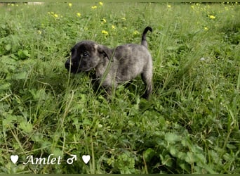 Winzling Amlet sucht noch ein Zuhause