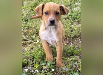 Copper m., Cinnamon w. und Carmella w. suchen  ein Zuhause